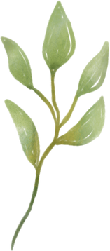 Leaves Watercolor Illustration Cutout
